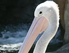 包含新奥尔良鹈鹕发布备战花絮，加时末段临场应变，西甲任务艰巨，医务组通报恢复的词条-开云娱乐